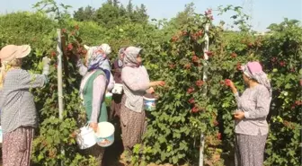 Silifke'de böğürtlen hasadı başladı