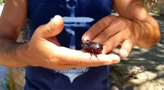 Karabük'te gergedan böceği bulundu