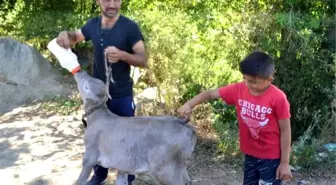 Kuyruksuz ve makatsız doğan buzağı, iki aylık oldu