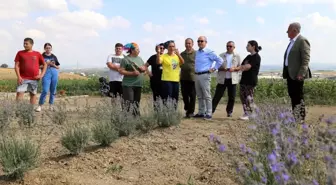 Başkan Akgün, 'Lavanta, birçok ailenin geçim kaynağı olacak'