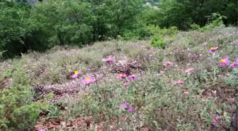 Karadeniz'de teröristlerin planları deşifre oldu