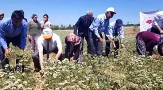 Türkiye'nin kekik deposunda hasat başladı