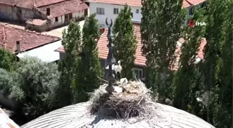 Caminin baş tacı misafirleri