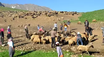 Geleneksel yayla göçü başladı