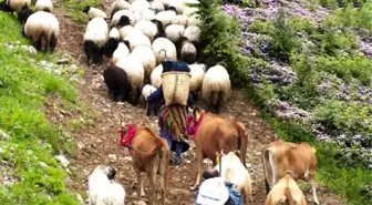 Karadeniz'de yaylacılık geleneği sürüyor