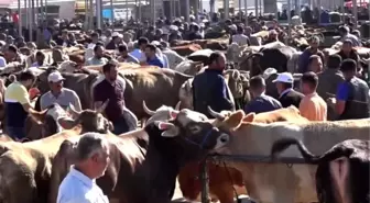 Şarkışla hayvan pazarında hareketlilik başladı