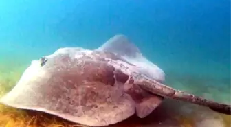 Çanakkale Boğazı'nda devasa vatoz görüntülendi