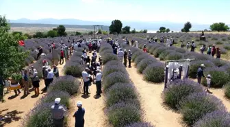 Lavanta kokulu köyde lavanta günleri başladı