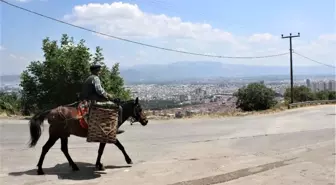 (Özel) 82'lik atlı dededen organik sebze servisi
