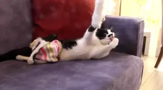 Sahiplendikleri 'Smokin'e bebek gibi bakıyorlar