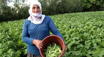 Afyonkarahisar'da fasulye hasadı başladı