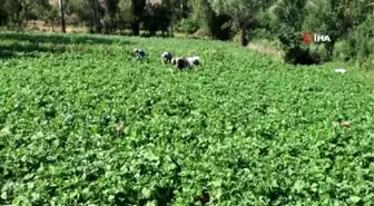 Afyonkarahisar'da fasulye hasadı başladı