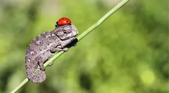 Bebek Bukalemunların Şirinlik Ötesi 10 Fotoğrafı