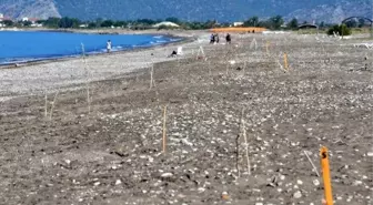 Caretta caretta kafeslerini çöplük zanneden var