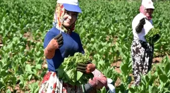 İnegöl'de tütün hasadı başladı