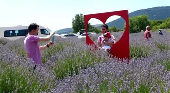 Lavanta kokulu köyde lavanta günleri başladı