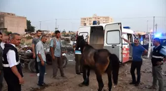 Yaralı at Mardin Hayvan Hastanesi'ne taşındı