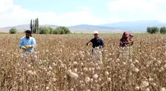 Haşhaş üreticisinin yüzü güldü