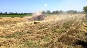 Çarşamba'da siyez buğdayı üretimi