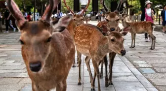 Japonya'da kutsal sayılan geyikler, poşet yedikleri için öldü