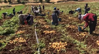 Midyat'ta patates hasadı yapıldı