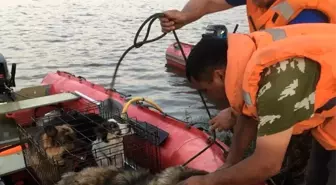 Sele kapılan hayvanlar nehirden toplanıyor