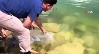 Tokat'ta 13 gölete 70 bin sazan yavrusu bırakıldı