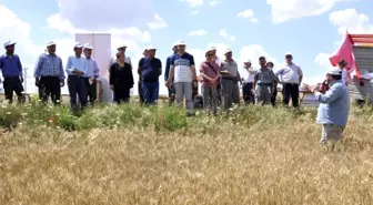 Yeni buğday çeşitleri 'Mesut' ve 'Reis' için tarla günü düzenlendi