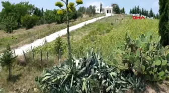 100 yıla kadar yaşayan ve dünya mirası listesindeki Agave Kaktüsü, çiçek açtı