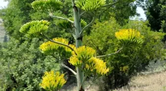 Agave kaktüsü, Osmaniye'de çiçek açtı