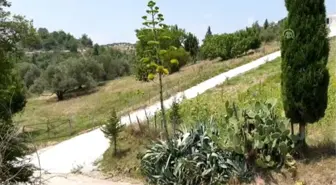 Agave, Osmaniye'de çiçek açtı