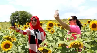 Ayçiçeği tarlaları hem göze hem de cebe iyi geldi