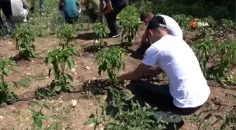 Bağımlı gençlere 'tarla' terapisi