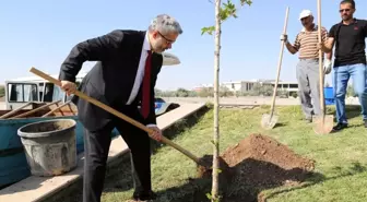 Hocaların hocası onuruna çınar fidanı dikildi