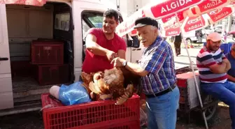 (Özel) Uşak'ta canlı tavuk ve kanatlı hayvan pazarı yoğun ilgi görüyor