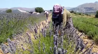 Türkiye'nin en büyük adası 'lavanta' kokacak (2)