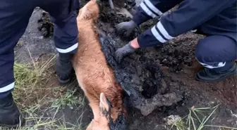 Bataklığa saplanan buzağı güçlükle kurtarıldı