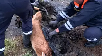 Bataklığa saplanan buzağı güçlükle kurtarıldı