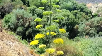 İzmir'de, UNESCO'nun dünya mirası listesindeki agave bitkisi çiçek açtı