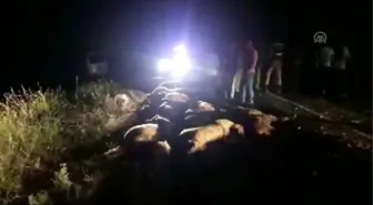 Mardin'de hafif ticari araç koyun sürüsüne çarptı: 2 yaralı