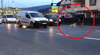 Yolun ortasına yatan köpek trafiği felç etti