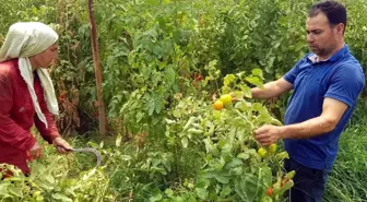 Tozla baş edemeyince seradaki domateslerini söktü