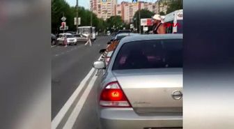 DHA DIŞ- Rusya'da akılalmaz olay Kaplan otomobilden atladı