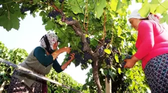 Sarıgöl'ün ilk üzümleri Rusya'ya