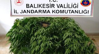 İnşaat bekçisi, kulübenin yanına kenevir ekince 15 suçtan arandığı ortaya çıktı