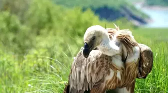 Nesli tükenme tehlikesi altında olan Kızıl Akbabayı THY Kargo taşıdı