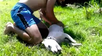 Boğulan köpeğini kurtaramadı