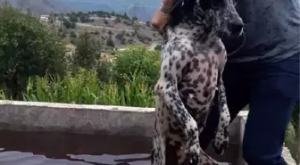 Havuza düşen köpek kurtarıldı