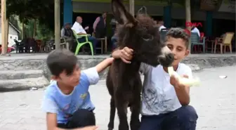 MUŞ ANNESİ ÖLEN SIPAYI BİBERONLA BESLİYORLAR