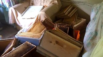 Pencereden eve giren ayı eşyaları parçaladı